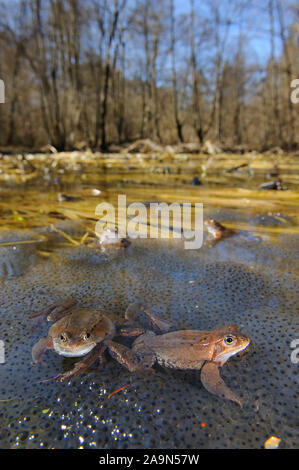 Grasfroesche sitzen auf latch in einem Tuempel Foto Stock