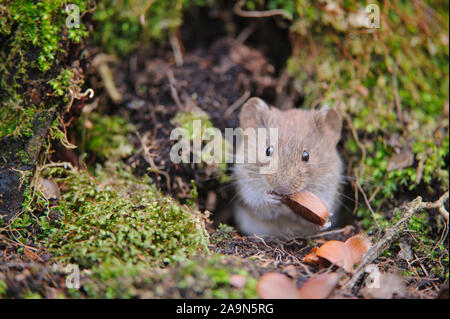 Roetelmaus frißt einen Buchensamen Foto Stock