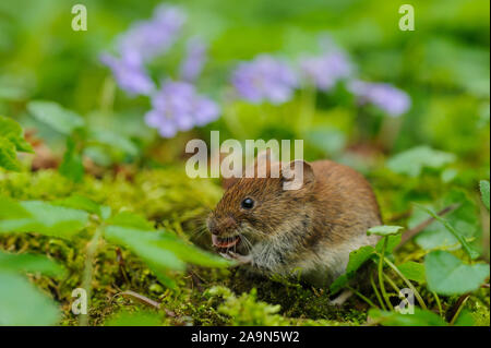 Rötelmaus frißt einen Buchensamen zwischen Veilchenblüten Foto Stock