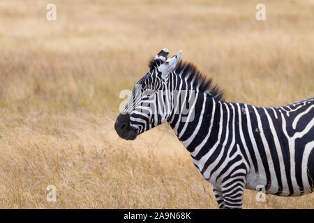 Zebra vicino. Ngorongoro Conservation Area cratere, Tanzania. Fauna africana