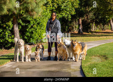 Immagine di dog walker con sette cani includente un Yorkie,Tedesco Shepard,labradoodle ,collie e husky,camminando per un sentiero Foto Stock