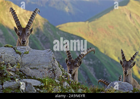 Tiere, Saeugetiere, Alpensteinbock, Stambecco Capra ibex, Bock stehend un einem Steilhang, Schweizer Alpen, Abendlicht Foto Stock