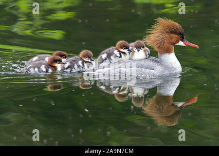 Tiere / Voegel / Animali / uccelli / Gaensesaeger / Gossander / Mergus merganser Foto Stock