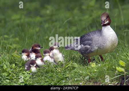 Tiere / Voegel / Animali / uccelli / Gaensesaeger / Gossander / Mergus merganser Foto Stock