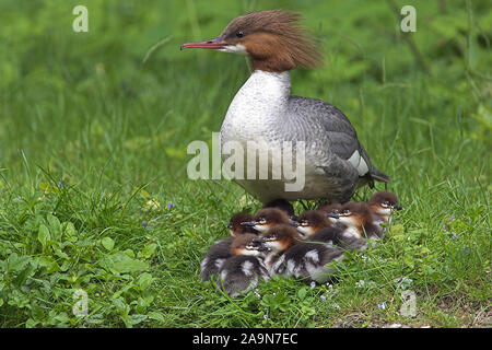 Tiere / Voegel / Animali / uccelli / Gaensesaeger / Gossander / Mergus merganser Foto Stock