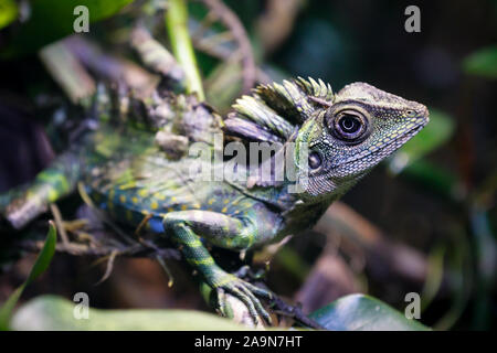 Grande angolo testa lizard Gonocephalus grandis rettile macro immagine Foto Stock