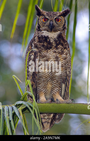 Virginia-Uhu, grande gufo cornuto, Bubo virgianus Foto Stock