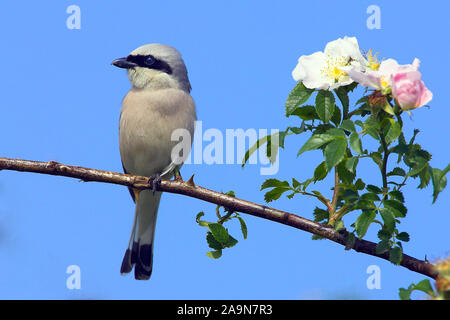 Neuntoeter, rosso-backed Shrike (Lanus collurio) sitzt auf einem Zweig, Foto Stock