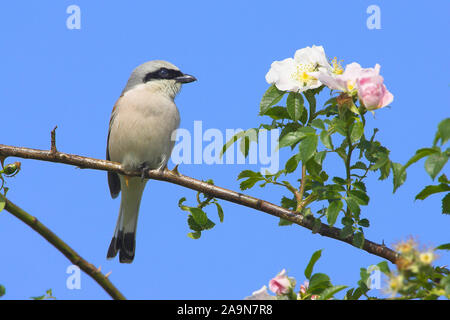 Neuntoeter, rosso-backed Shrike (Lanus collurio) sitzt auf einem Zweig, Foto Stock