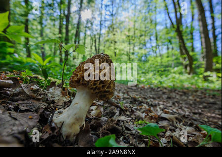 Speise-Morchel am Boden eines Laubwaldes Foto Stock