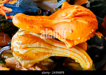 Due zucche crookneck schierati contro ogni altro Foto Stock