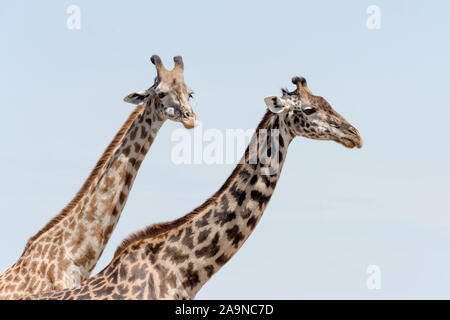 Il collo e le teste di due giraffe contro un cielo blu Foto Stock