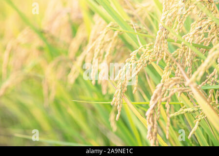 Giallo risaia ondeggianti su sunset giorno tempo in Asia. Materie a grana corta riso raccolto levetta, orecchie detals, agricoltura biologica il concetto di agricoltura, vicino. Foto Stock