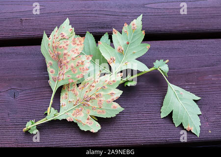 Il lato inferiore delle foglie infettate con ginepro biancospino ruggine Foto Stock