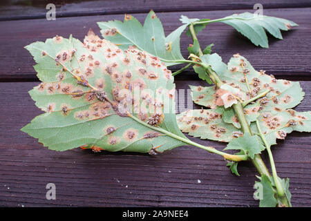 Il lato inferiore delle foglie infettate con ginepro biancospino ruggine Foto Stock