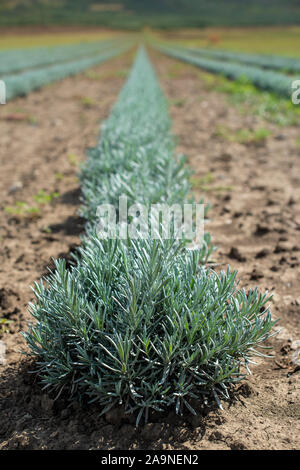 Lavandula piccole piante verdi. Piantate lavandula. Industrialy crescente di lavanda in righe. Piccoli cespugli verdi. Foto Stock