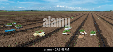 Piantine in gabbie sulle terre agricole. Impianto di nuove piante in terra. Grande piantagione. La piantagione di broccoli in azienda industriale. Foto Stock