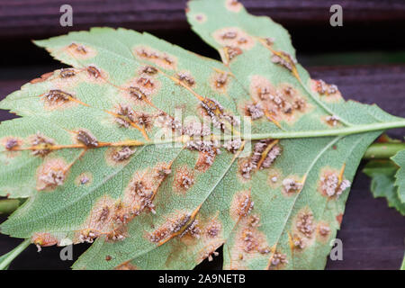 Il lato inferiore delle foglie infettate con ginepro biancospino ruggine Foto Stock