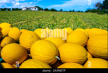 Giallo canarino meloni dall'azienda. Giornata di sole. Pila di meloni nella piantagione. Foto Stock