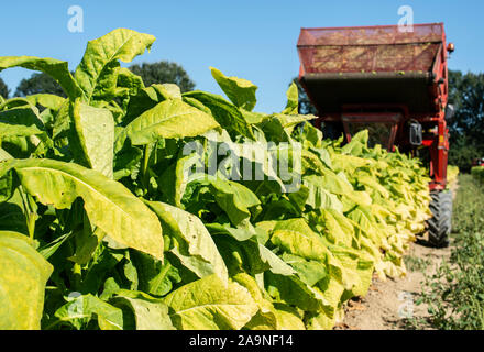 La raccolta di foglie di tabacco con trattore trebbiatrice. La piantagione di tabacco. La coltivazione del tabacco industrialmente. La luce del sole. Foto Stock