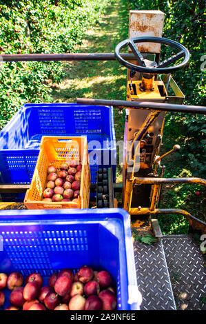Il raccolto di mele nella grande mela industriale Orchard. Macchina e cassetta per la raccolta di mele. Concetto per la coltivazione e la raccolta delle mele attraverso automatizzazione Foto Stock