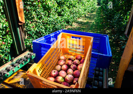 Il raccolto di mele nella grande mela industriale Orchard. Macchina e cassetta per la raccolta di mele. Concetto per la coltivazione e la raccolta delle mele attraverso automatizzazione Foto Stock
