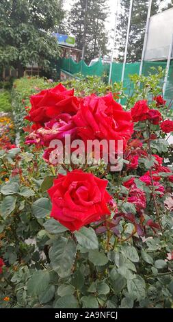 Bellissime rose rosse in giardino Foto Stock