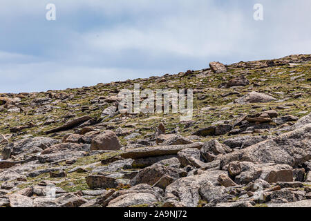 Un quartetto di Mule Deer viaggiare lungo il crinale contrassegnato per la rimozione definitiva a Rocky Mountain National Park in Colorado. Foto Stock