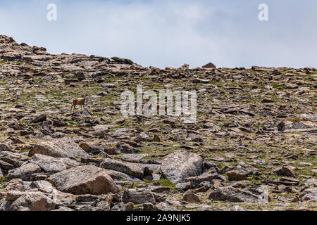 Un quartetto di Mule Deer viaggiare lungo il crinale contrassegnato per la rimozione definitiva a Rocky Mountain National Park in Colorado. Foto Stock