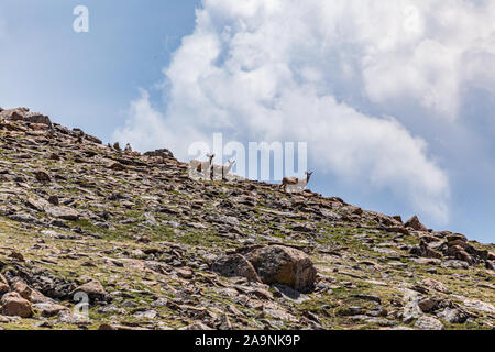 Un quartetto di Mule Deer viaggiare lungo il crinale contrassegnato per la rimozione definitiva a Rocky Mountain National Park in Colorado. Foto Stock