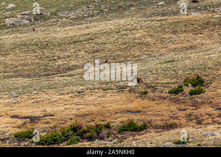 Un mulo cervo sulla tundra e al Parco Nazionale delle Montagne Rocciose in Colorado. Foto Stock