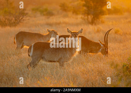 Waterbuck retroilluminato antilopi (Kobus ellipsiprymnus), Kruger National Park, Sud Africa Foto Stock