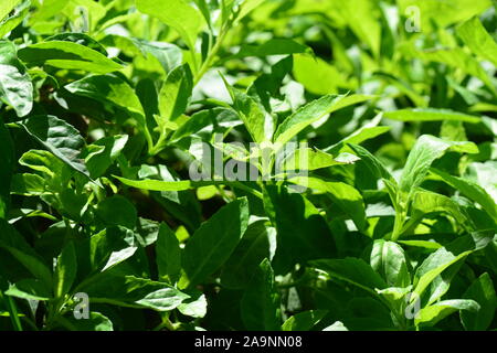 La longevità di spinaci, noto anche come Gynura Procumbens, è un ortaggio che recentemente è diventato estremamente popolare negli Stati Uniti Questa pianta che è stata origine Foto Stock