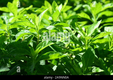 La longevità di spinaci, noto anche come Gynura Procumbens, è un ortaggio che recentemente è diventato estremamente popolare negli Stati Uniti Questa pianta che è stata origine Foto Stock