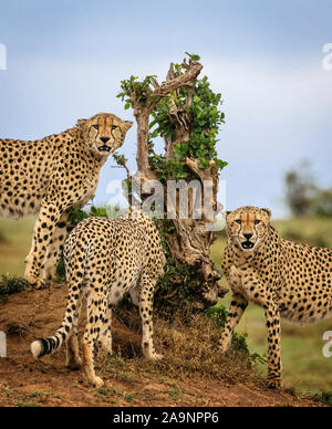 Cheetah che segna il loro territorio, guardando nella macchina fotografica, Maasai Mara, Kenya Foto Stock