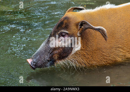 Red River hog, Potamochoerus porcus, noto anche come il maiale bush. Foto Stock