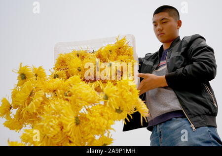 Xingtai cinese nella provincia di Hebei. 17 Nov, 2019. Un contadino raccoglie crisantemo fiori durante la stagione di mietitura in Wuzhong villaggio del distretto di Qiaoxi di Xingtai, nel nord della Cina di nella provincia di Hebei, nov. 17, 2019. Credito: Zhu Xudong/Xinhua/Alamy Live News Foto Stock