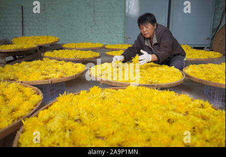 Xingtai cinese nella provincia di Hebei. 17 Nov, 2019. Un agricoltore ordina crisantemo fiori durante la stagione di mietitura in Wuzhong villaggio del distretto di Qiaoxi di Xingtai, nel nord della Cina di nella provincia di Hebei, nov. 17, 2019. Credito: Zhu Xudong/Xinhua/Alamy Live News Foto Stock