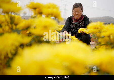 Xingtai cinese nella provincia di Hebei. 17 Nov, 2019. Un agricoltore picks crisantemo fiori durante la stagione di mietitura in Wuzhong villaggio del distretto di Qiaoxi di Xingtai, nel nord della Cina di nella provincia di Hebei, nov. 17, 2019. Credito: Zhu Xudong/Xinhua/Alamy Live News Foto Stock