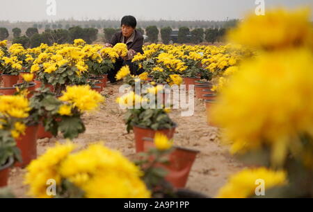 Xingtai cinese nella provincia di Hebei. 17 Nov, 2019. Un agricoltore picks crisantemo fiori durante la stagione di mietitura in Wuzhong villaggio del distretto di Qiaoxi di Xingtai, nel nord della Cina di nella provincia di Hebei, nov. 17, 2019. Credito: Zhu Xudong/Xinhua/Alamy Live News Foto Stock