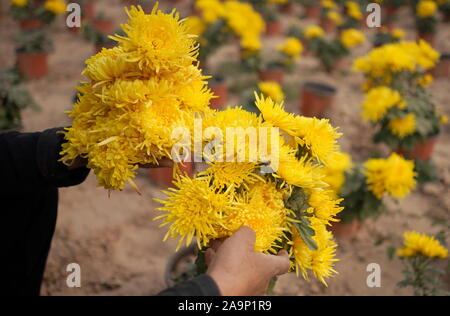 Xingtai cinese nella provincia di Hebei. 17 Nov, 2019. Un agricoltore picks crisantemo fiori durante la stagione di mietitura in Wuzhong villaggio del distretto di Qiaoxi di Xingtai, nel nord della Cina di nella provincia di Hebei, nov. 17, 2019. Credito: Zhu Xudong/Xinhua/Alamy Live News Foto Stock