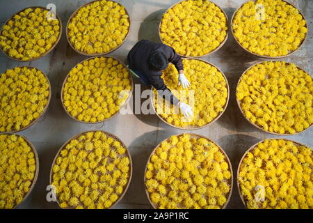 Xingtai cinese nella provincia di Hebei. 17 Nov, 2019. Un agricoltore ordina crisantemo fiori durante la stagione di mietitura in Wuzhong villaggio del distretto di Qiaoxi di Xingtai, nel nord della Cina di nella provincia di Hebei, nov. 17, 2019. Credito: Zhu Xudong/Xinhua/Alamy Live News Foto Stock