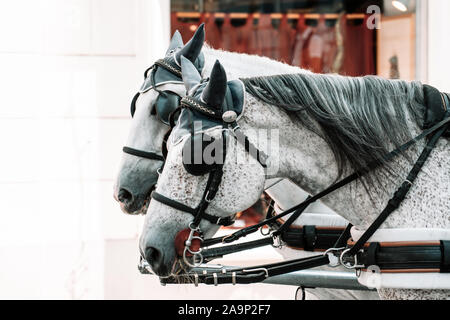 I cavalli che guarda lontano. Un ritratto di grigio spagnolo cavalli andalusi Foto Stock