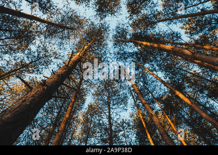 Alberi di pino Tops visto dalla prospettiva di rana. Foto Stock