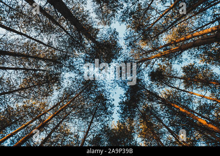 Alberi di pino Tops visto dalla prospettiva di rana. Foto Stock