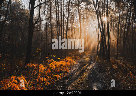 Luce solare magico nella foresta autunnale a foschia mattutina. Foto Stock