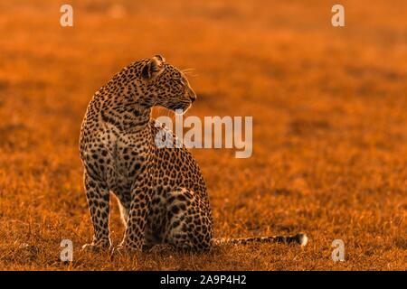 Leopard (Panthera pardus), femmina al tramonto, il Masai Mara riserva nazionale, Kenya Foto Stock