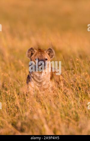 Spotted hyena (Crocuta crocuta) in piedi in erba alta, il Masai Mara riserva nazionale, Kenya Foto Stock