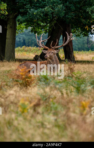 Red Deer Stag tardo settembre solchi stagione Bushy Park London Foto Stock