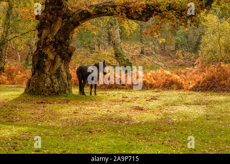 New Forest Pony Denny di legno in autunno con alberi di quercia e argento betulla la New Forest Hampshire Inghilterra Foto Stock